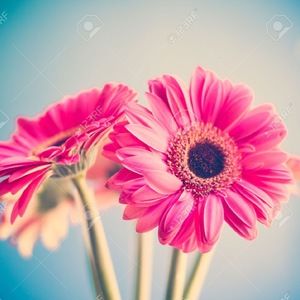 Meet your Posher, Angelica